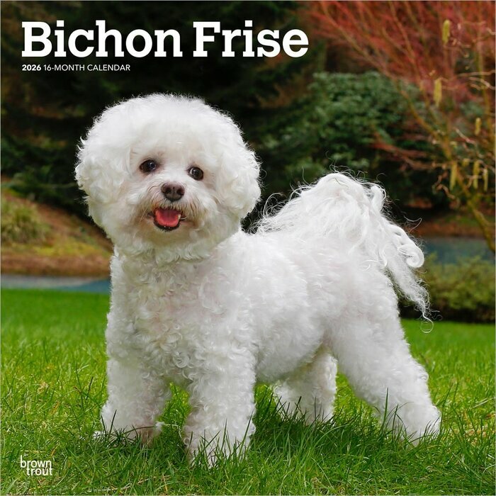 Calendrier Mural 2026 Chien Race Bichon Fris