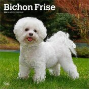 Calendrier Mural 2026 Chien Race Bichon Fris