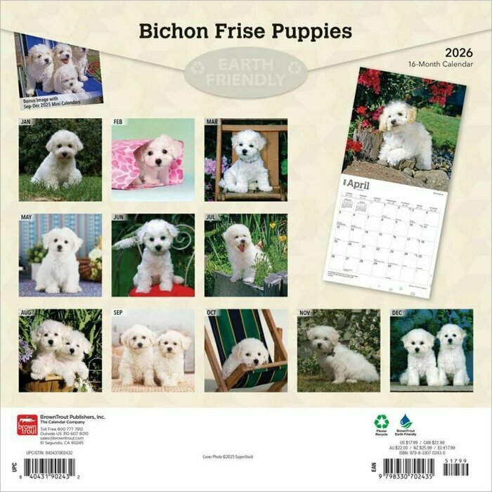 Calendrier Mural 2026 Chien Race Bichon Frisé Chiots