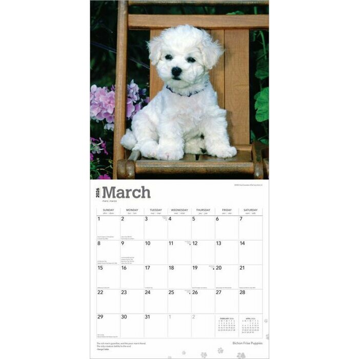 Calendrier Papier 2026 Chien Race Bichon Frisé Chiots