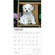 Calendrier Papier 2026 Chien Race Bichon Frisé Chiots