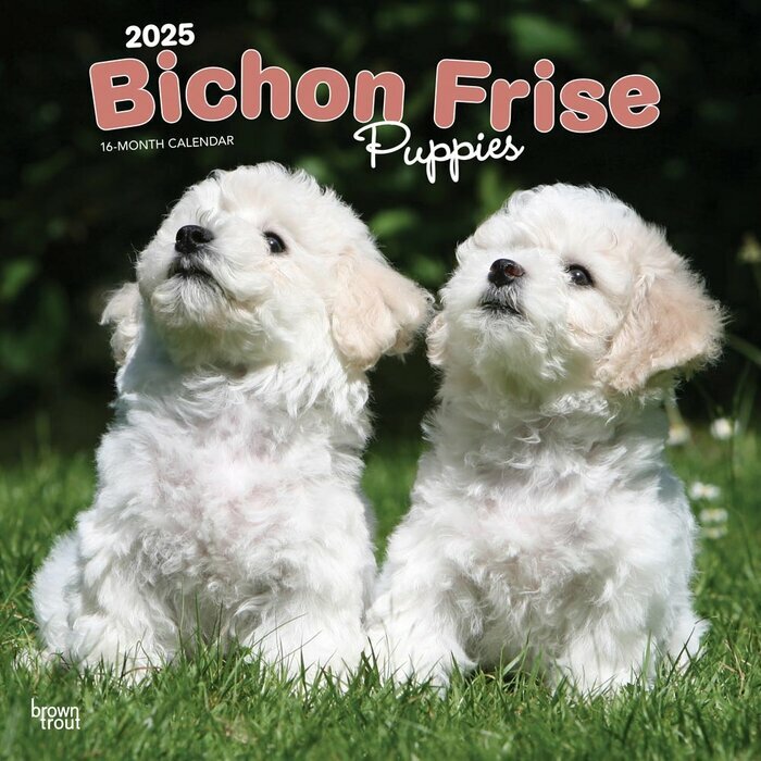 Calendrier Mural 2025 Chien Race Bichon Frisé Chiots
