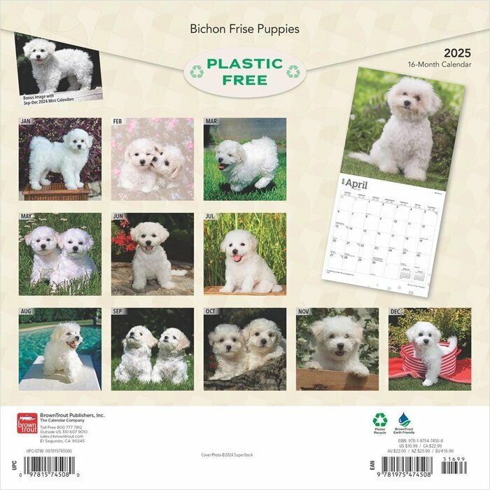 Calendrier Déco 2025 Chien Race Bichon Frisé Chiots