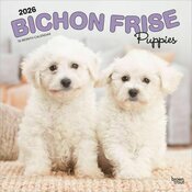 Calendrier 2026 Chien Race Bichon Frisé Chiots