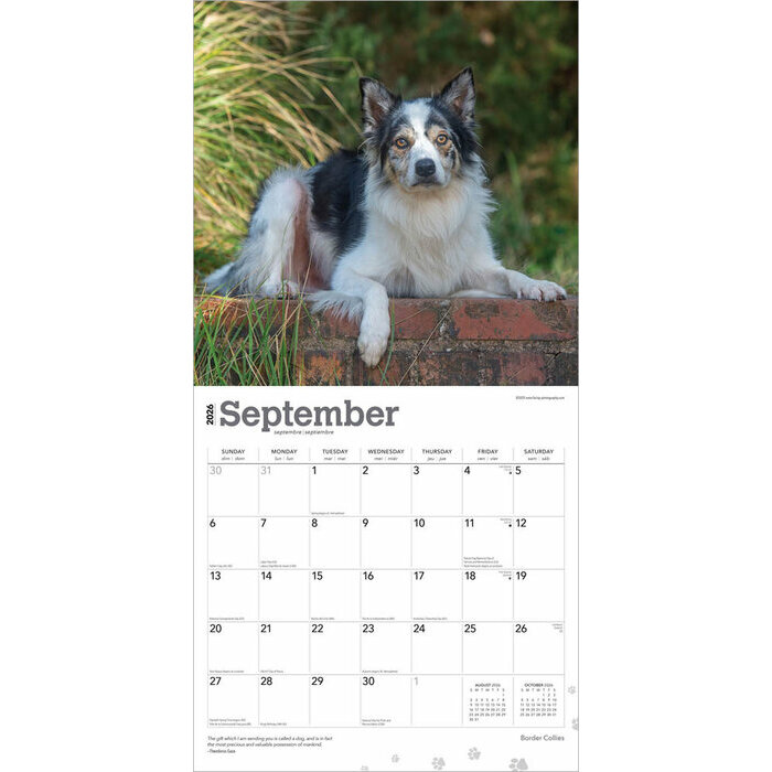 Calendrier 2026 Chien Race Border Collie