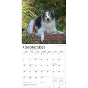 Calendrier 2026 Chien Race Border Collie