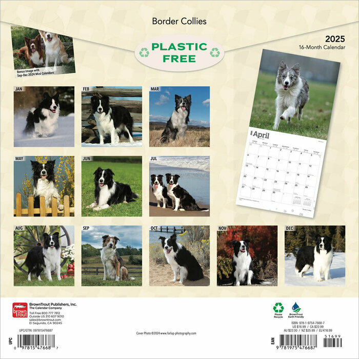 Calendrier Déco 2025 Chien Race Border Collie