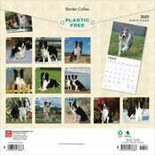 Calendrier Déco 2025 Chien Race Border Collie