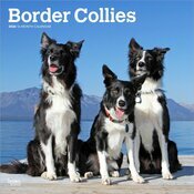 Calendrier Mural 2026 Chien Race Border Collie