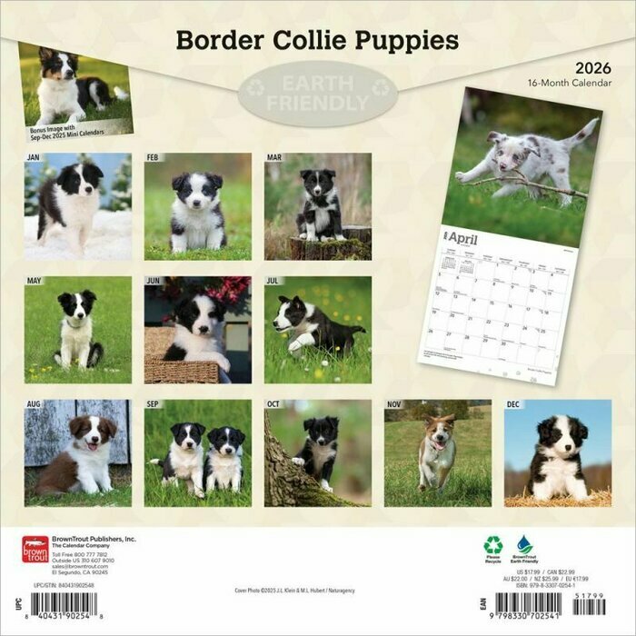 Calendrier 2026 Chien Race Border Collie Chiots