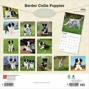 Calendrier 2026 Chien Race Border Collie Chiots