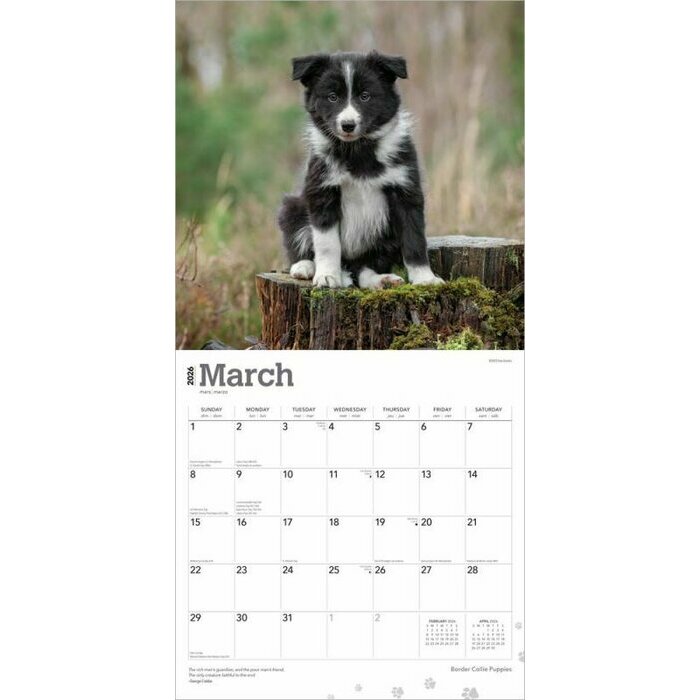 Calendrier Papier 2026 Chien Race Border Collie Chiots
