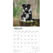 Calendrier Papier 2026 Chien Race Border Collie Chiots