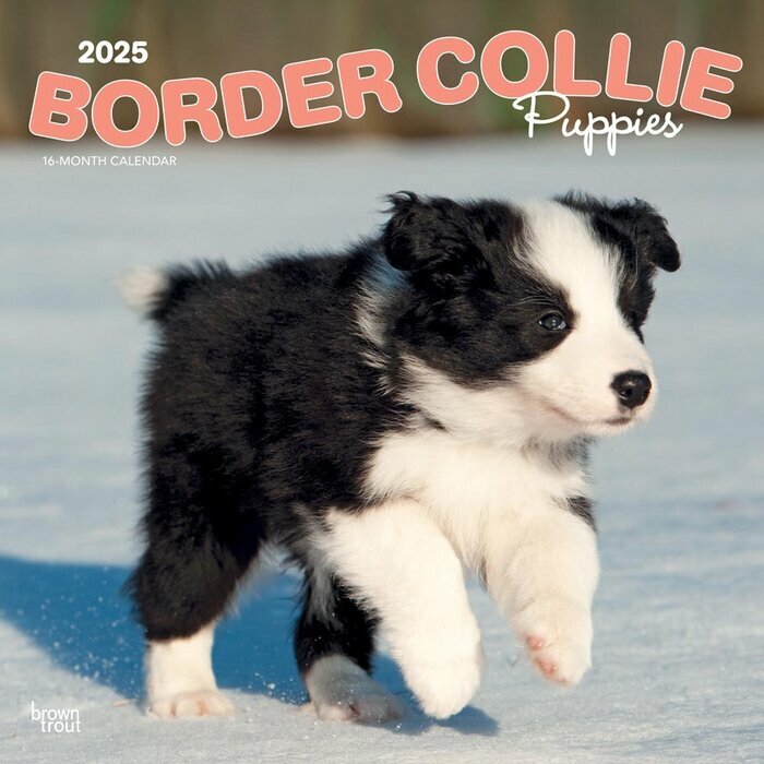 Calendrier Mural 2025 Chien Race Border Collie Chiots
