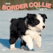 Calendrier Mural 2025 Chien Race Border Collie Chiots