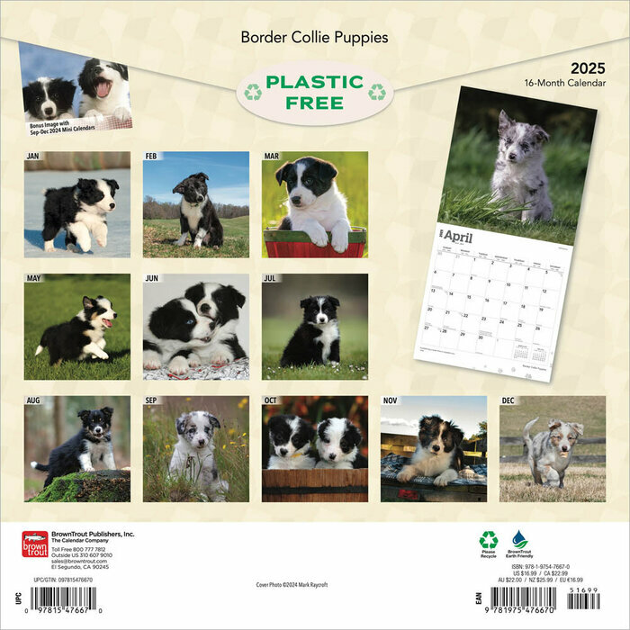 Calendrier 2025 Border Collie Chiots