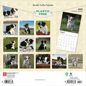 Calendrier 2025 Border Collie Chiots