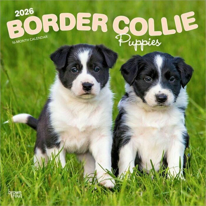 Calendrier Mural 2026 Chien Race Border Collie Chiots