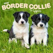 Calendrier Mural 2026 Chien Race Border Collie Chiots