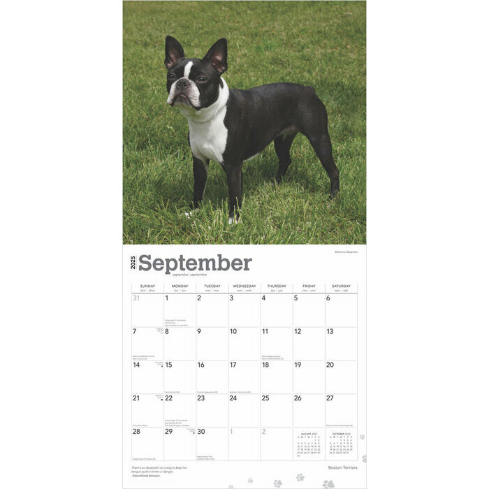 Calendrier 2025 Boston Terrier