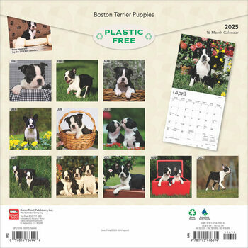 Calendrier 2025 Chien Race Boston Terrier Chiots