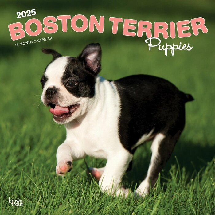 Calendrier Mural 2025 Chien Race Boston Terrier Chiots