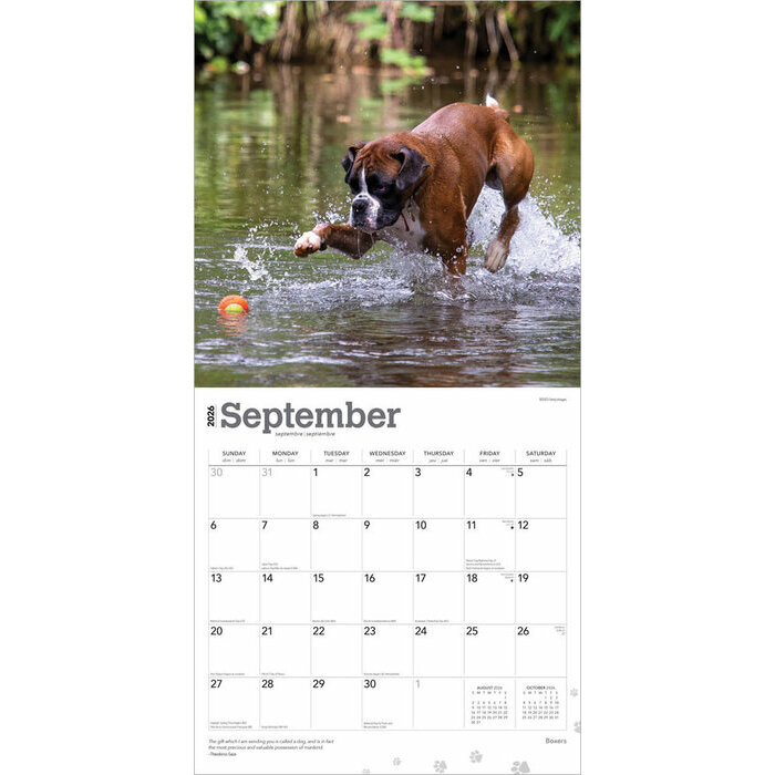 Calendrier 2025 Chien Race Boxer