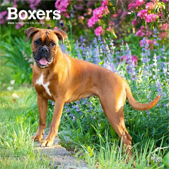 Calendrier Mural 2025 Chien Race Boxer