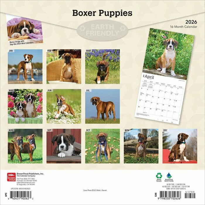 Calendrier 2026 Chien Race Boxer Chiots