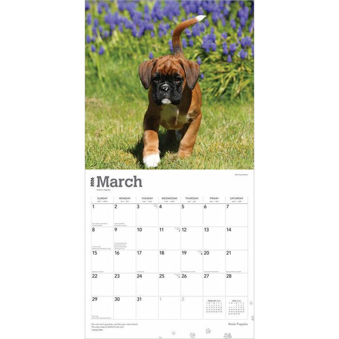 Calendrier papier 2026 Chien Race Boxer Chiots