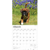 Calendrier papier 2026 Chien Race Boxer Chiots