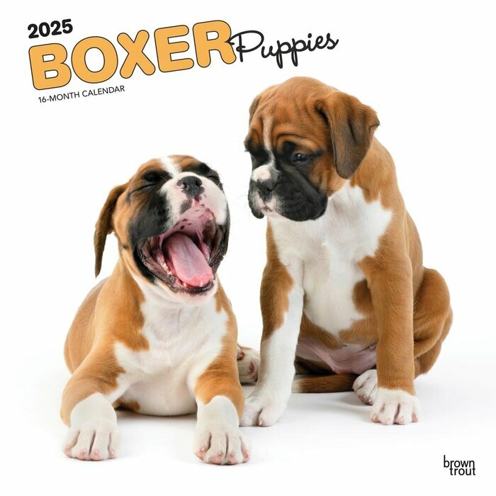 Calendrier Mural 2025 Chien Race Boxer Chiots