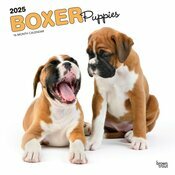 Calendrier Mural 2025 Chien Race Boxer Chiots
