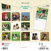 Calendrier 2025 Boxer Chiots