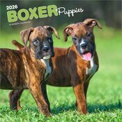 Calendrier Mural 2026 Chien Race Boxer Chiots