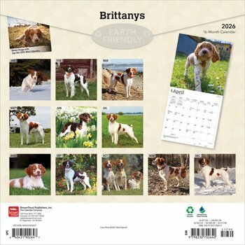 Calendrier 2025 Chien Race Epagneul Breton
