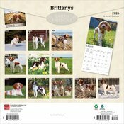 Calendrier 2025 Epagneul Breton