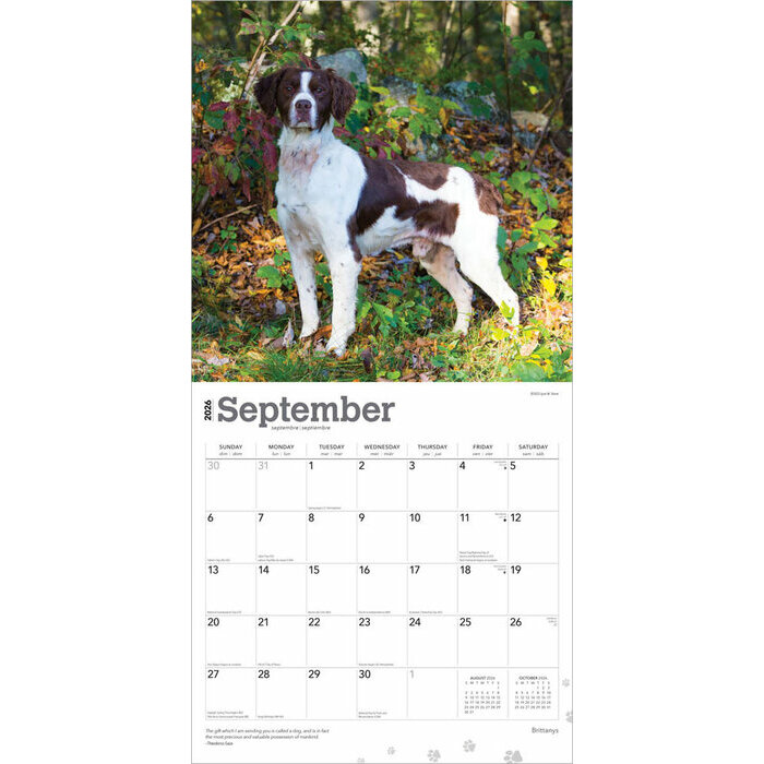 Calendrier 2025 Chien Race Epagneul Breton