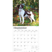 Calendrier 2025 Chien Race Epagneul Breton