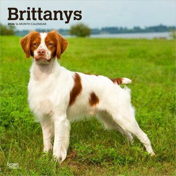Calendrier 2025 Chien Race Epagneul Breton
