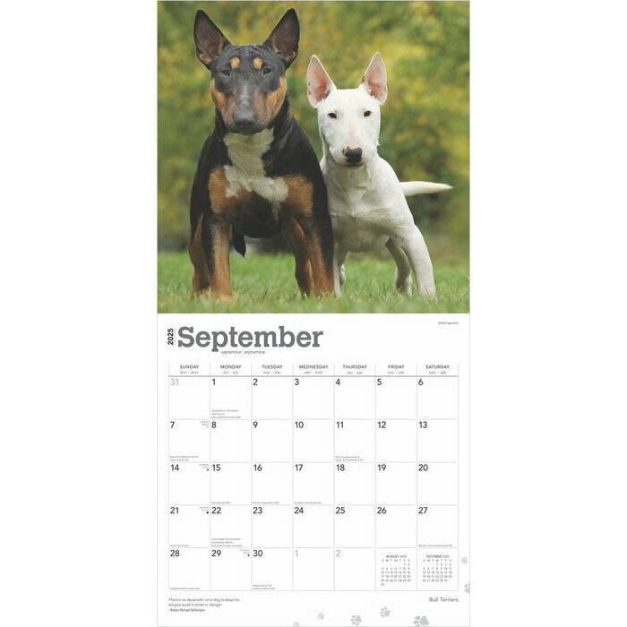 Calendrier 2025 Chien Race Bull terrier