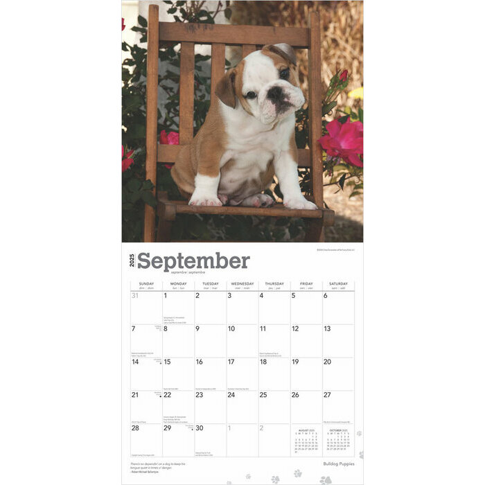 Calendrier 2025 Chien Race Bulldog Anglais Chiots