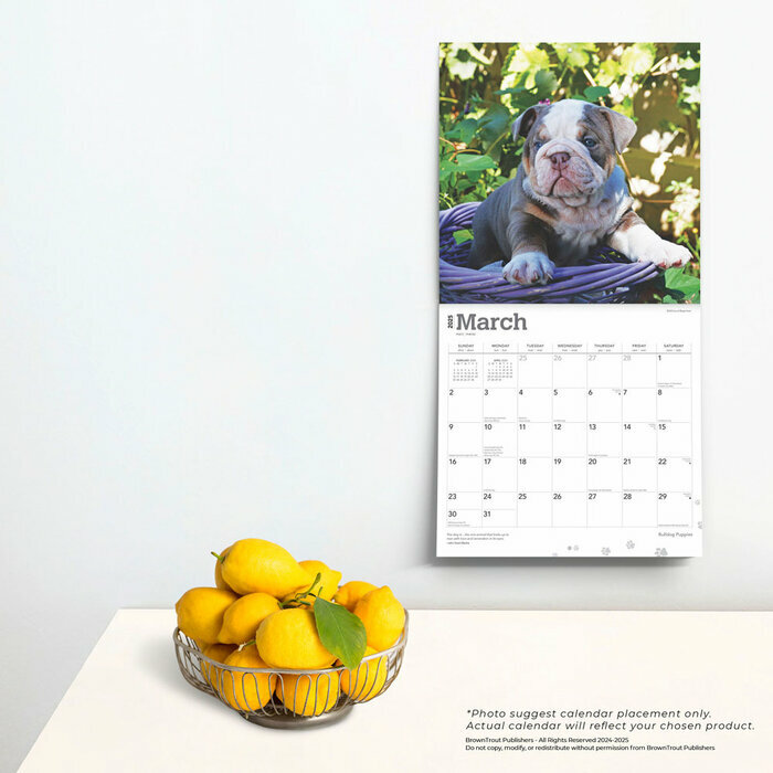 Calendrier Déco 2025 Chien Race Bulldog Anglais Chiots