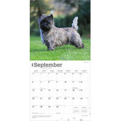 Calendrier 2025 Chien Race Cairn Terrier