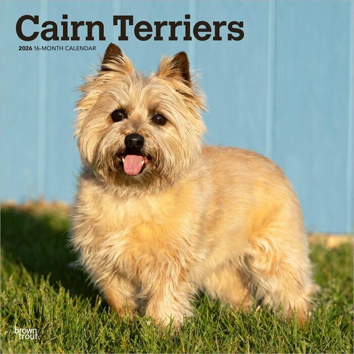 Calendrier Mural 2025 Chien Race Cairn Terrier