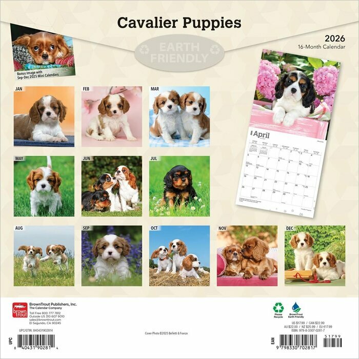 Calendrier 2025 Cavalier King Charles Chiots