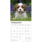 Calendrier 2025 Chien Race Cavalier King Charles Chiots