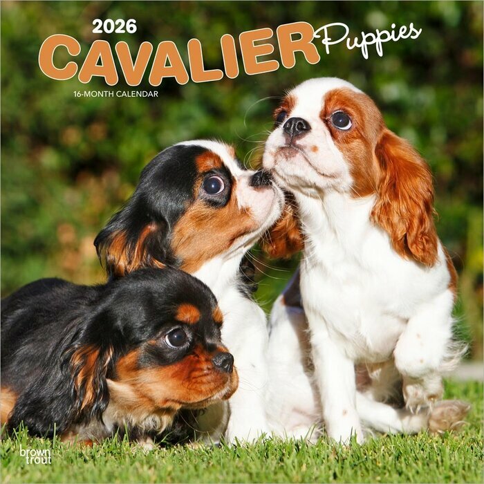 Calendrier Mural 2025 Chien Race Cavalier King Charles Chiots