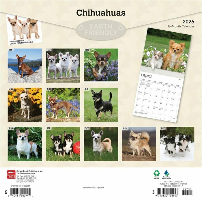 Calendrier 2026 Chien Race Chihuahua