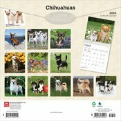Calendrier 2026 Chien Race Chihuahua